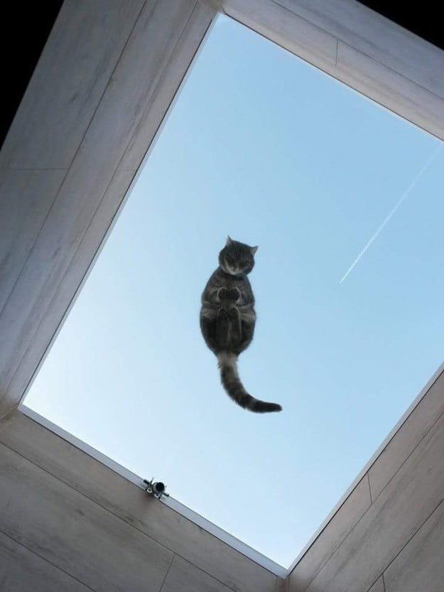 Котики на стеклянных столах - невозможно не фоткать
