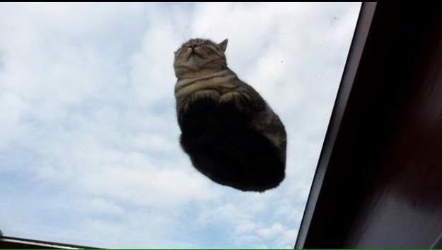 Котики на стеклянных столах - невозможно не фоткать