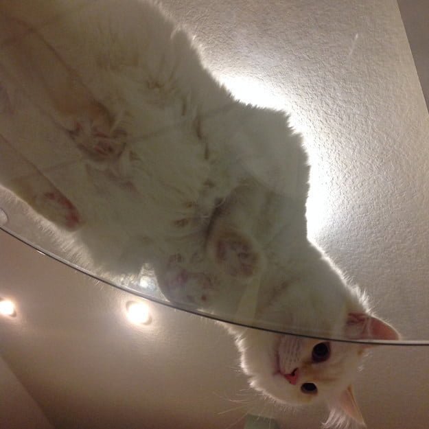 Котики на стеклянных столах - невозможно не фоткать