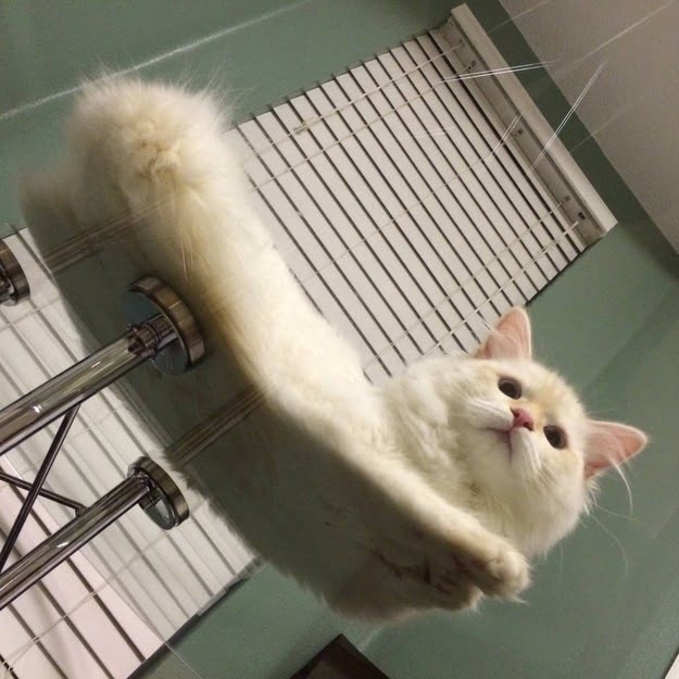 Котики на стеклянных столах - невозможно не фоткать