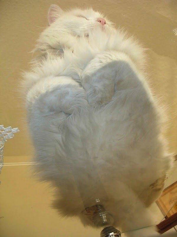 Котики на стеклянных столах - невозможно не фоткать