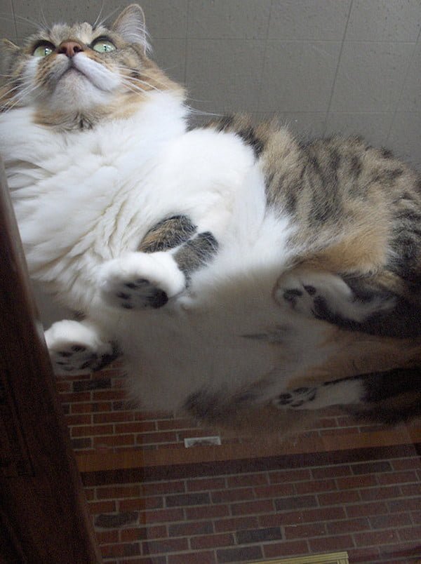 Котики на стеклянных столах - невозможно не фоткать