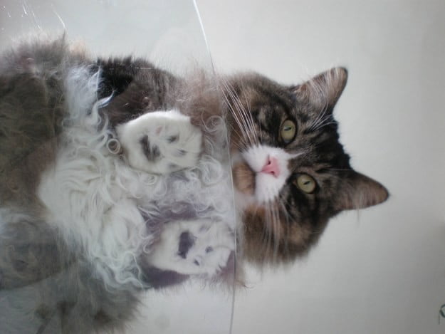Котики на стеклянных столах - невозможно не фоткать