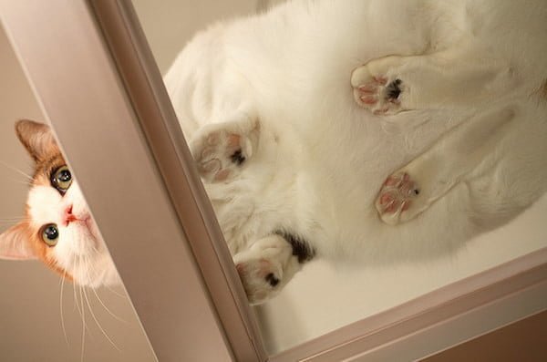 Котики на стеклянных столах - невозможно не фоткать