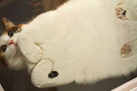 Котики на стеклянных столах - невозможно не фоткать