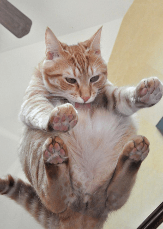 Котики на стеклянных столах - невозможно не фоткать