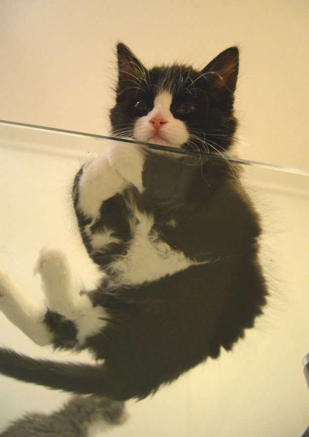 Котики на стеклянных столах - невозможно не фоткать