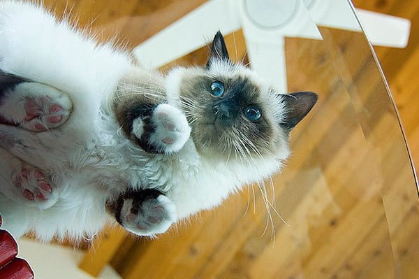 Котики на стеклянных столах - невозможно не фоткать