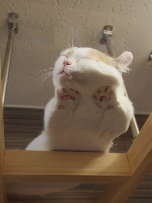 Котики на стеклянных столах - невозможно не фоткать