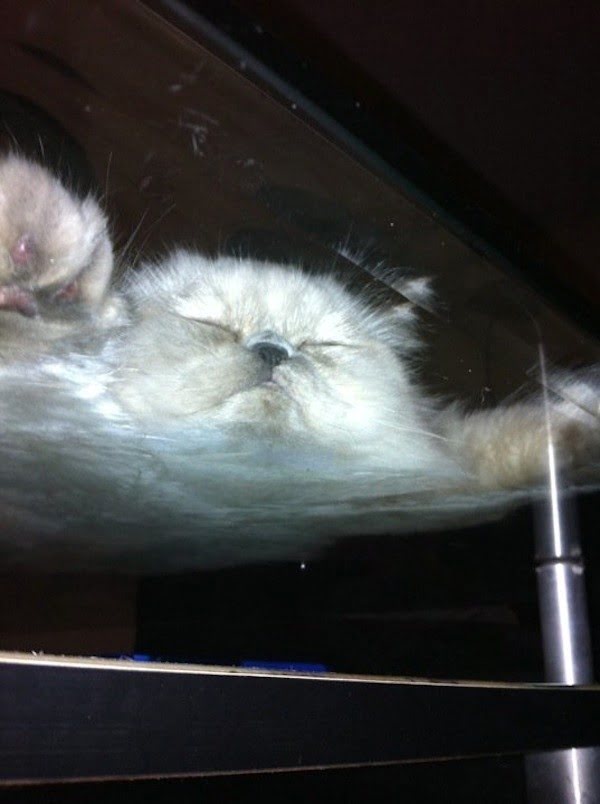 Котики на стеклянных столах - невозможно не фоткать