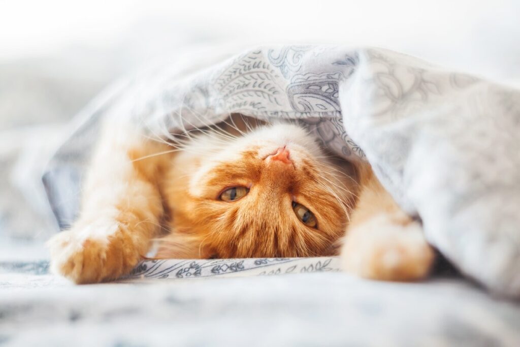Как отвоевать постель. Советы рыжего кота