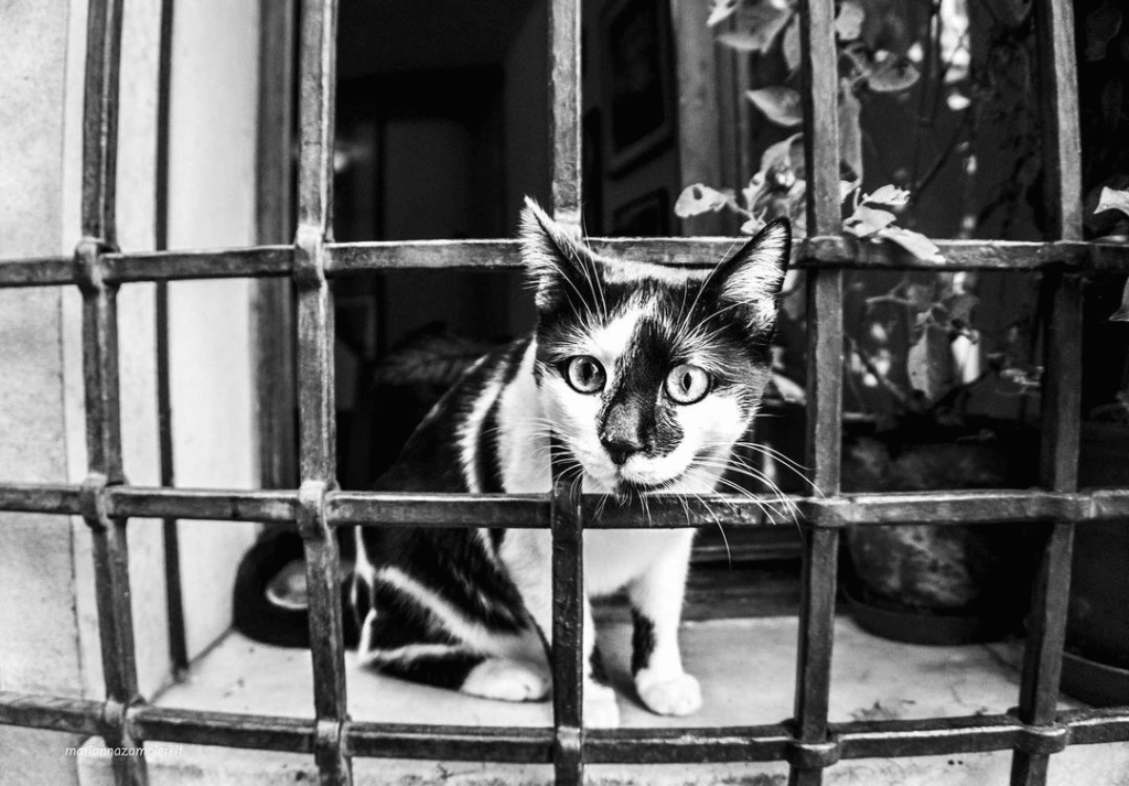 Тайная жизнь венецианских котиков