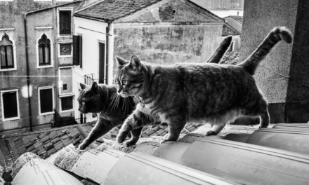 Тайная жизнь венецианских котиков от итальянки-фот.. КОТографа