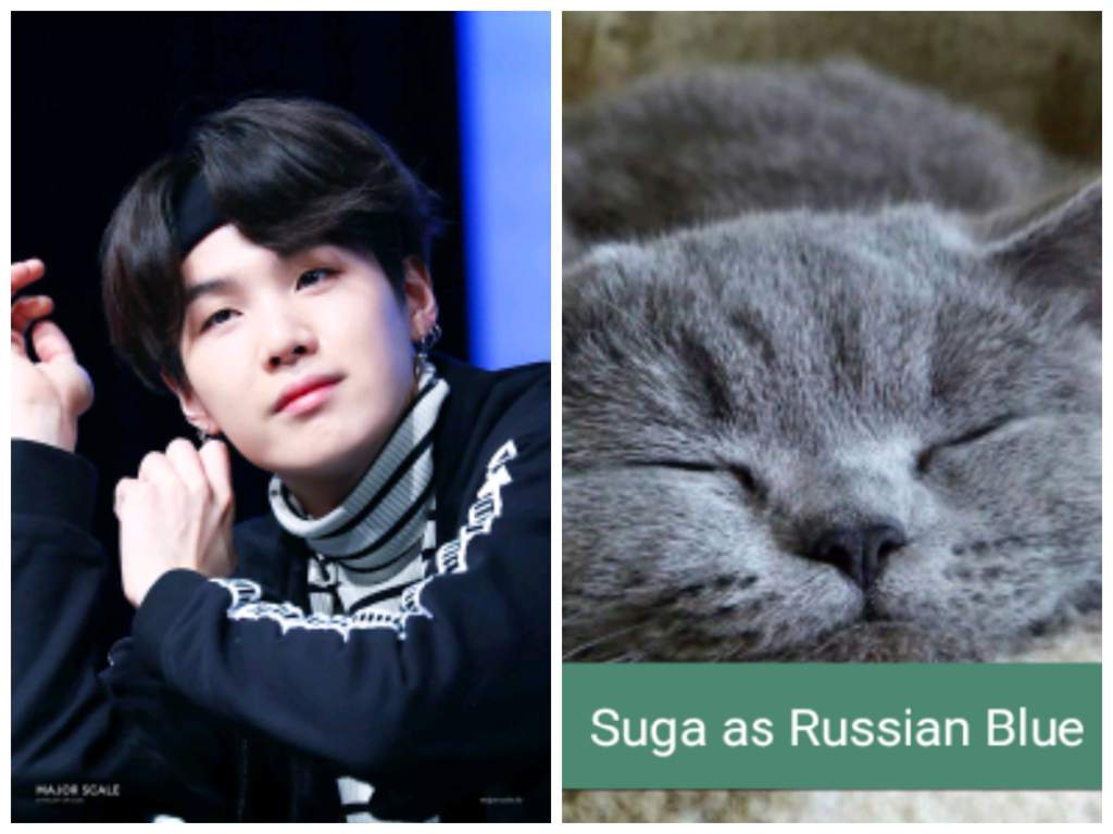Члены к-поп группы BTS в образе котят Юнги
