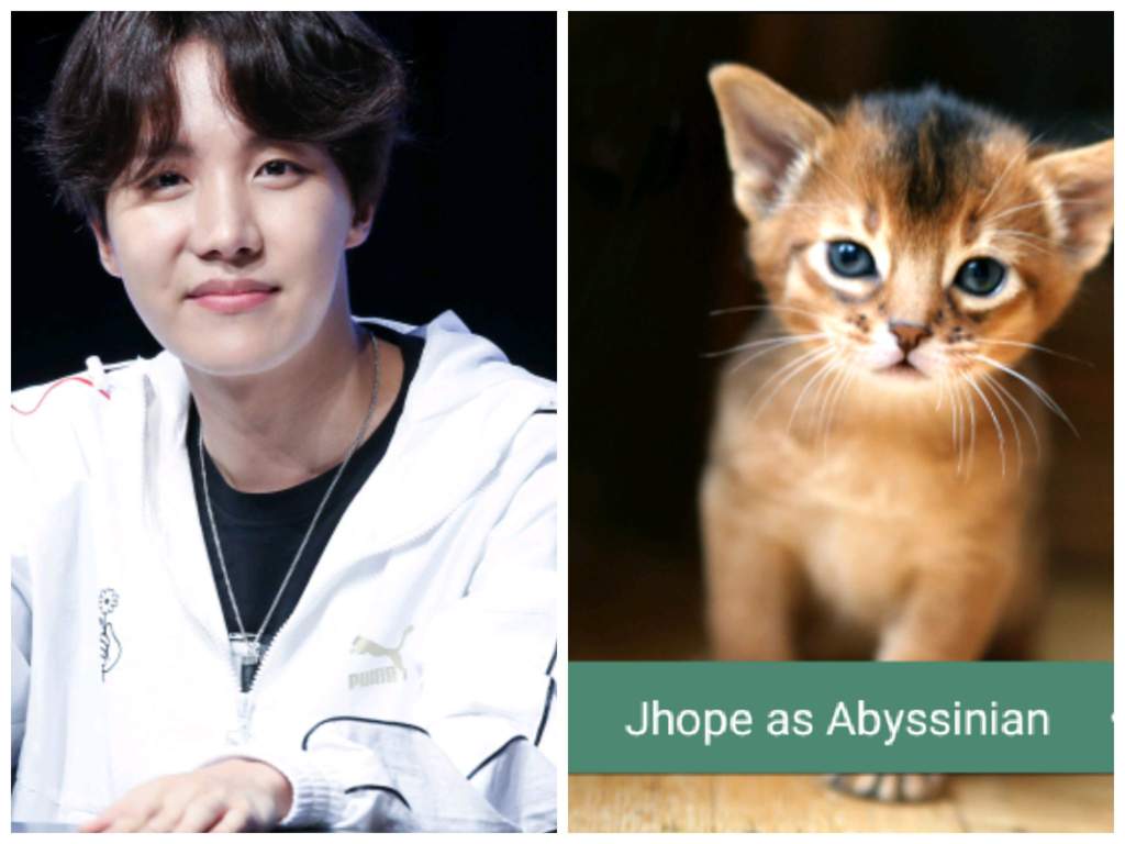 Члены к-поп группы BTS в образе котят Джей-Хоуп