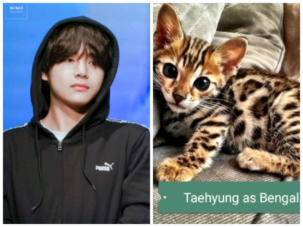 Члены к-поп группы BTS в образе котят Ви