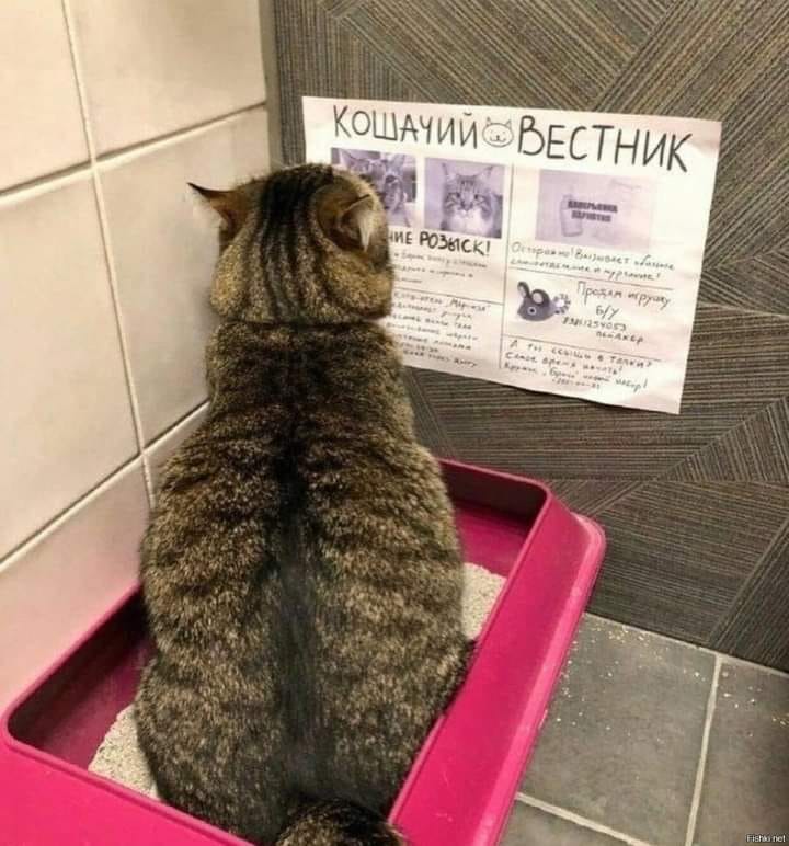КОШКА...