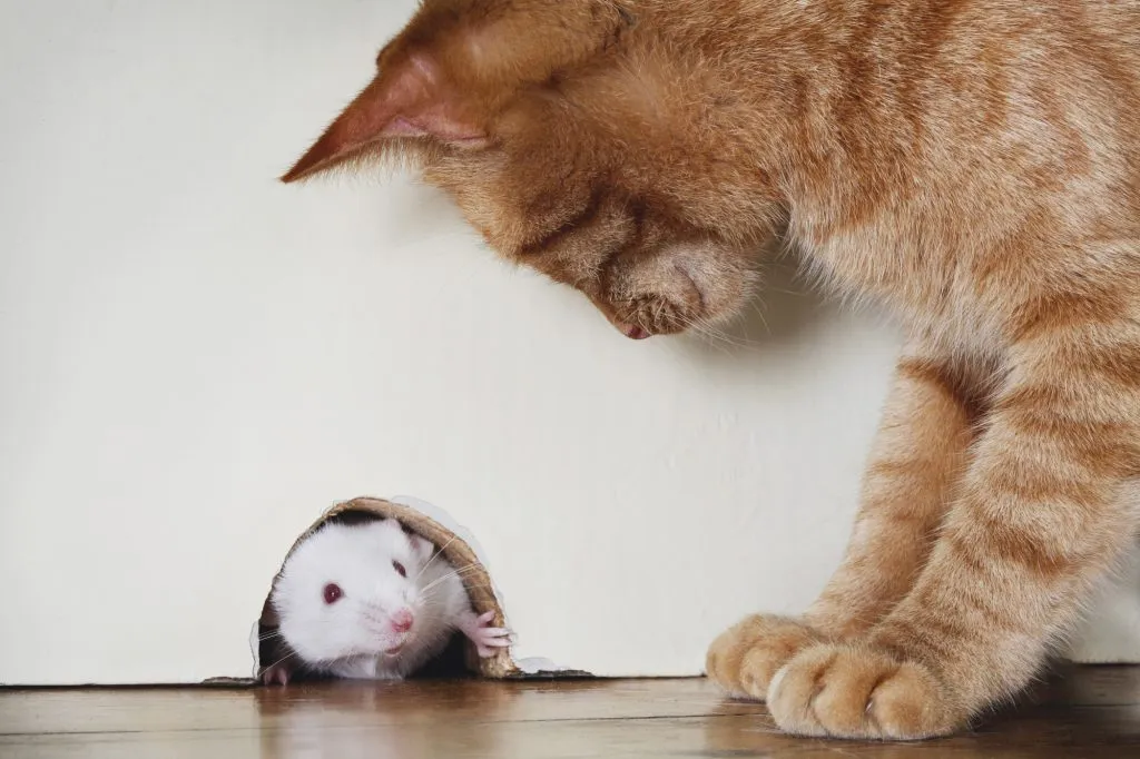 «Храбрый котяра!..»