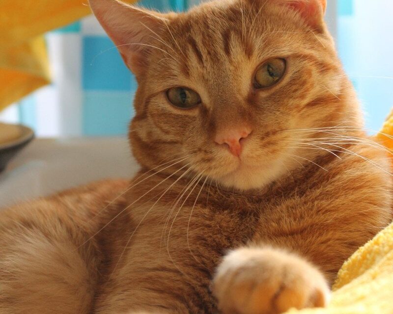 Пристыженные котики… слегка