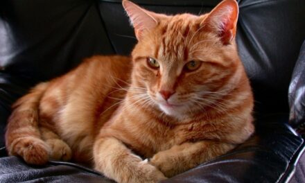 Вечнозеленый котик Толли. Завораживает!