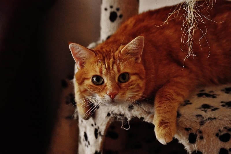 Рыжая кошка - счастье в дом