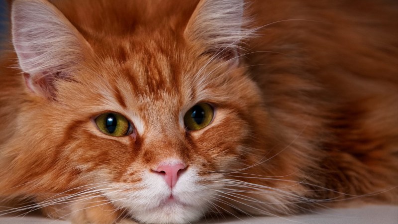 Рыжая кошка — счастье в дом 40+ фото