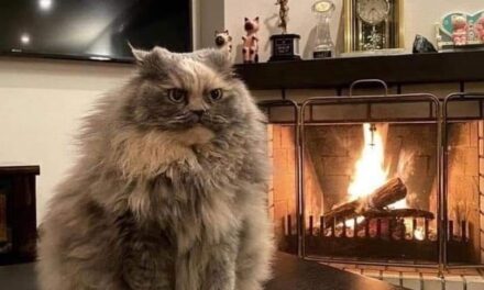 Кошачья Телепатия