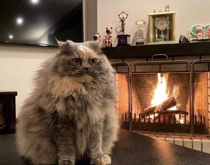 Кошачья Телепатия