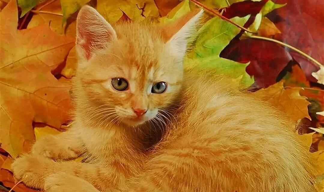 Свет, который виден не каждому