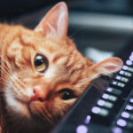 Кот фрилансера на грани нервного срыва