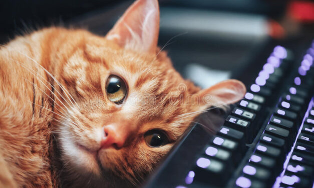 Кот фрилансера на грани нервного срыва