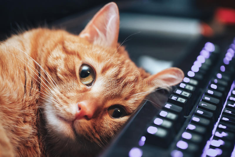 Кот фрилансера на грани нервного срыва