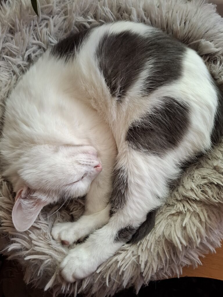 Кот Шаманыч спит клубочком, пушистое спокойствие.