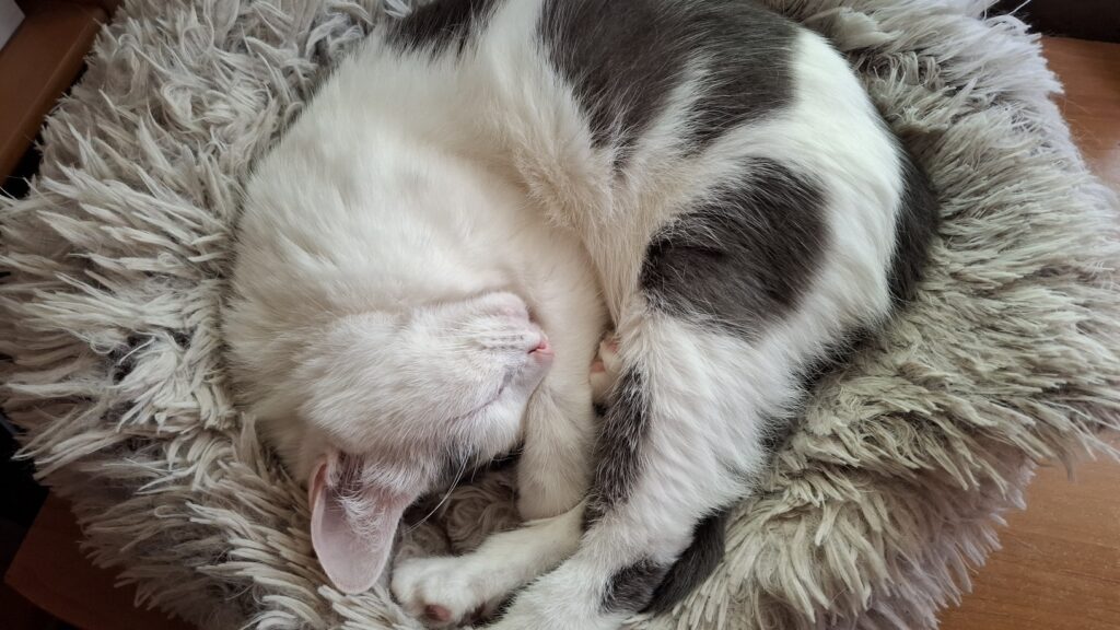 Бело-серый кот Шаманыч спит, поджав лапы и спрятав нос в хвост.