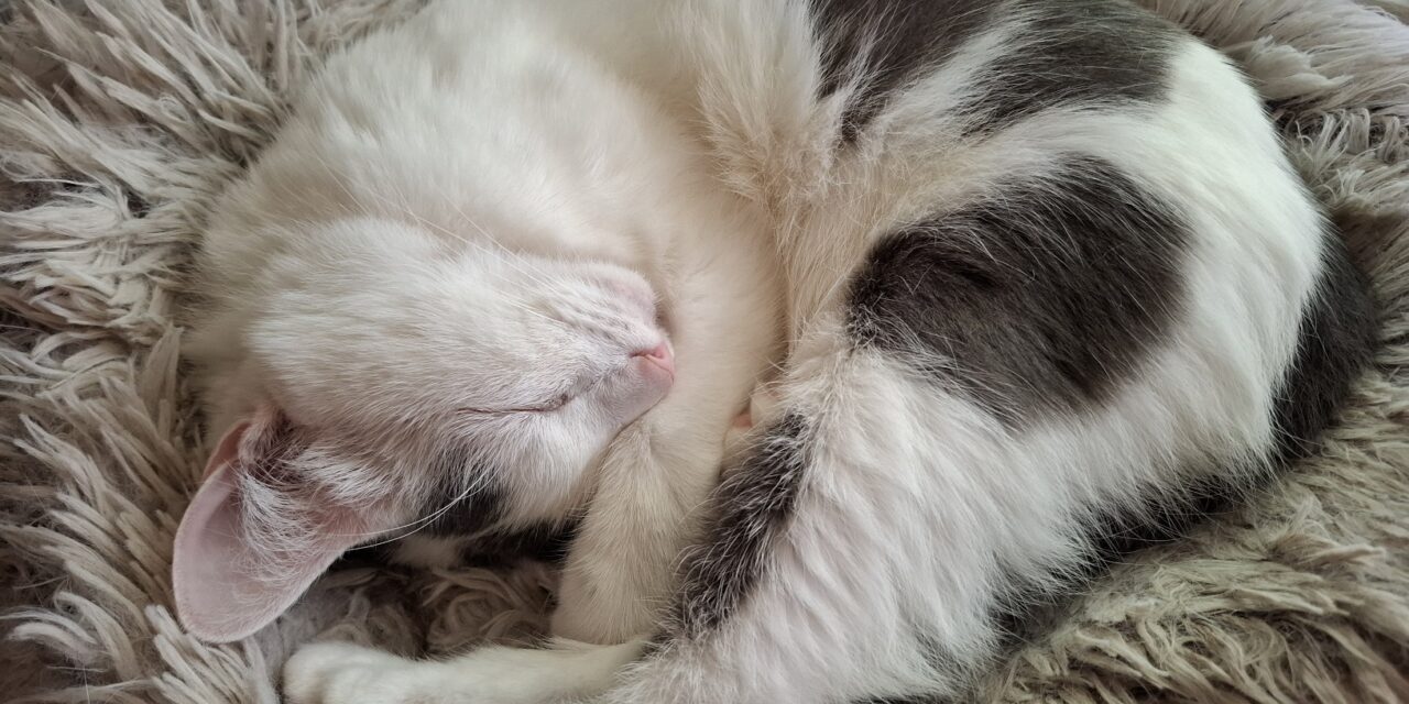 На ручки… к котику