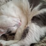 На ручки… к котику