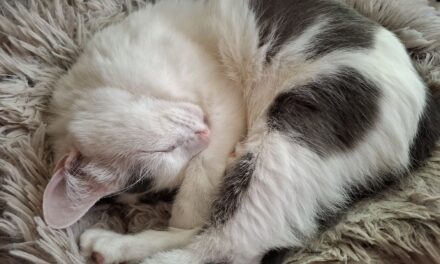 На ручки… к котику