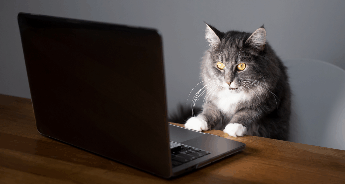 Если бы Кот был копирайтером