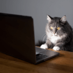 Если бы Кот был копирайтером