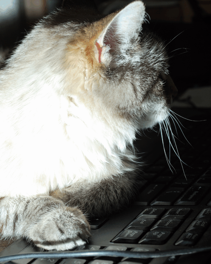Кот на клавиатуре ноутбука, словно он печатает текс