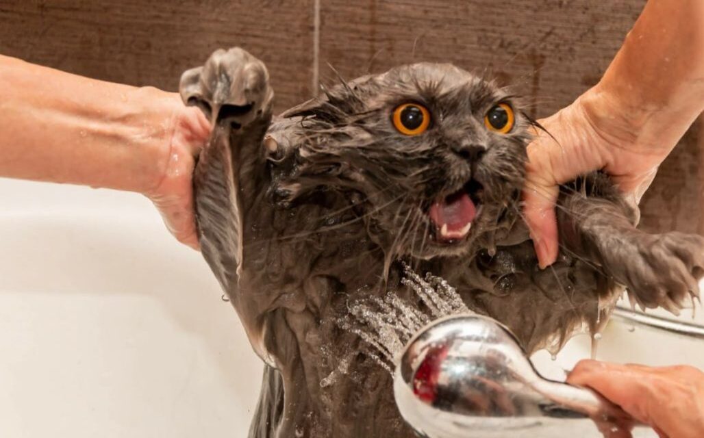 Помыть кота..