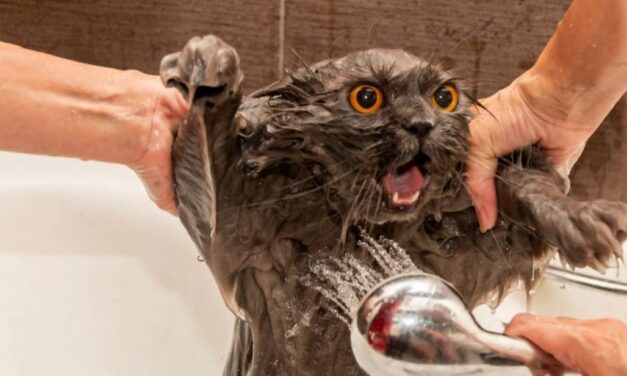 Помыть кота..