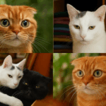 Куда и зачем смотрят мои коты