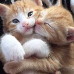 Архетипы котят