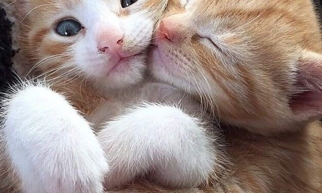 Архетипы котят