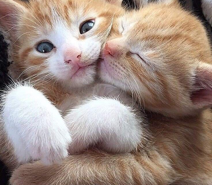 Архетипы котят