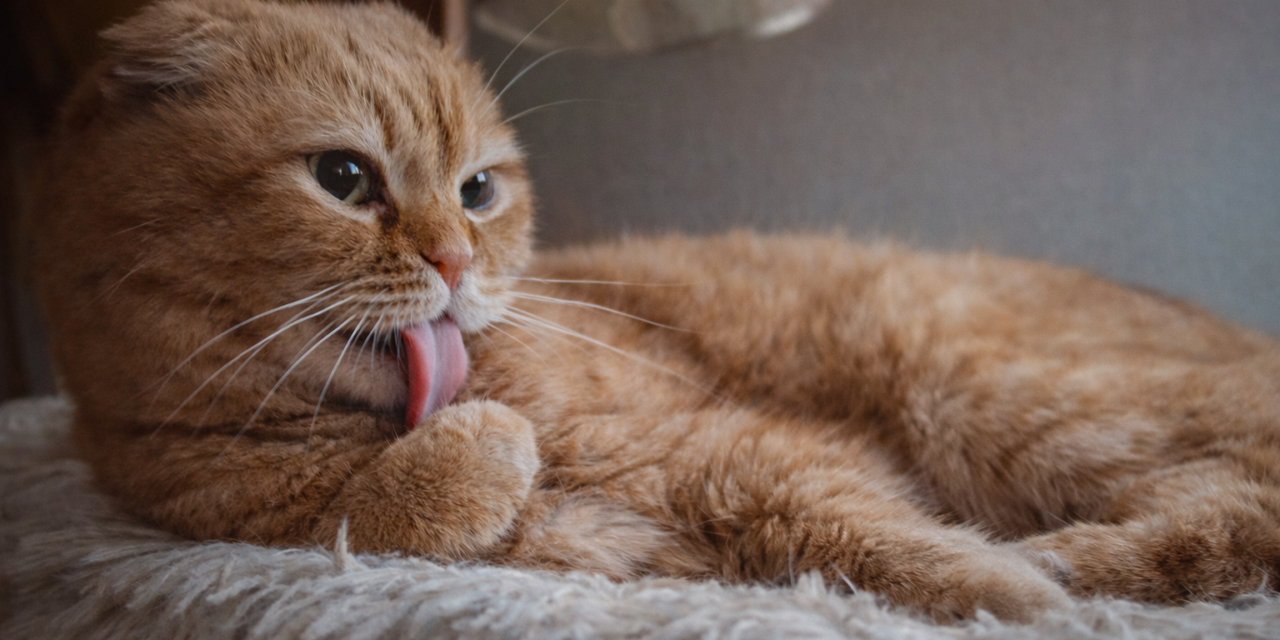 Ультра-сигналы кошачьего счастья