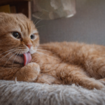 Ультра-сигналы кошачьего счастья