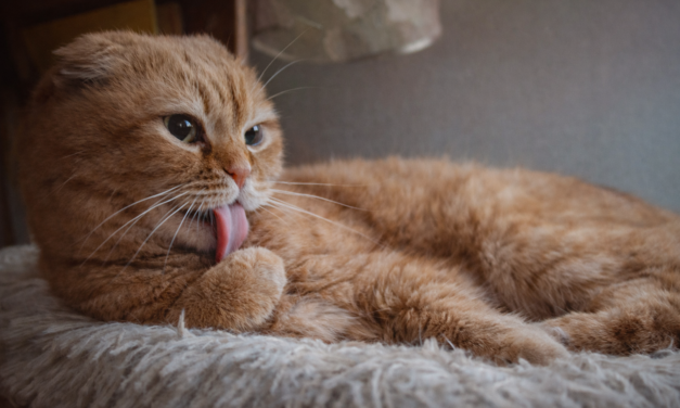 Ультра-сигналы кошачьего счастья